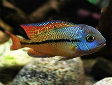 Load image into Gallery viewer, Nicaragua Cichlid (Hypsophrys nicaraguensis)
