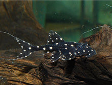 Load image into Gallery viewer, L155 Adonis Pleco (Acanthicus adonis)
