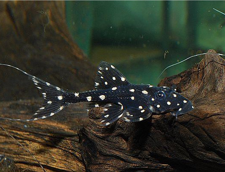 L155 Adonis Pleco (Acanthicus adonis)