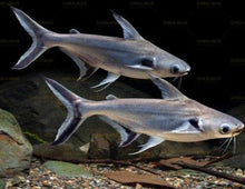 Load image into Gallery viewer, Black Ear Pangasius Catfish (Pangasius larnaudii)

