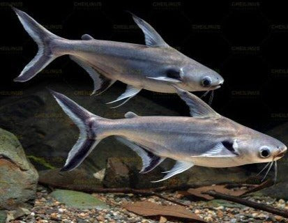 Black Ear Pangasius Catfish (Pangasius larnaudii)