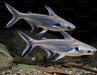 Black Ear Pangasius Catfish (Pangasius larnaudii)
