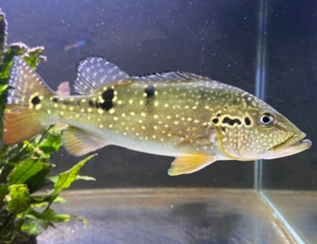 Pinya Fish Pinima Peacock Bass (Cichla pinima) – Predatory Fins
