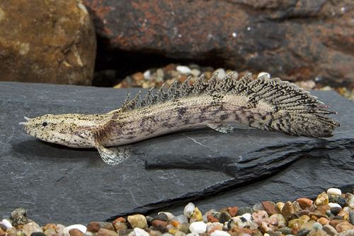 Endlicheri Bichir (Polypterus endlicheri)