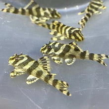 Load image into Gallery viewer, L134 Leopard Frog Pleco (Peckoltia compta)
