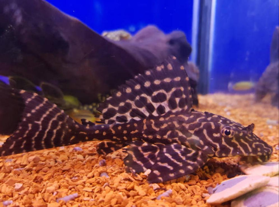 Parnaibae Sailfin Pleco (Pterygoplichthys parnaibae)