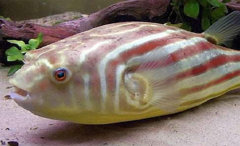 Fahaka Puffer Fish (Tetraodon lineatus)