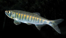 Load image into Gallery viewer, African Trout Minnow (Raiamas senegalensis)
