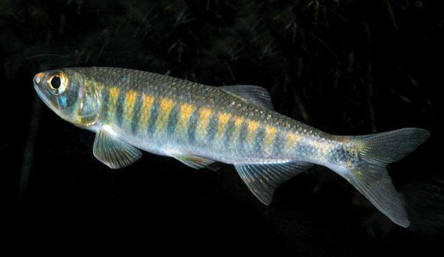 African Trout Minnow (Raiamas senegalensis)