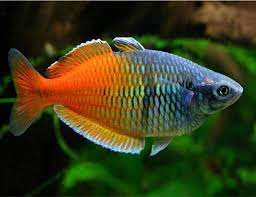 Boesemani Rainbowfish (Melanotaenia boesemani)