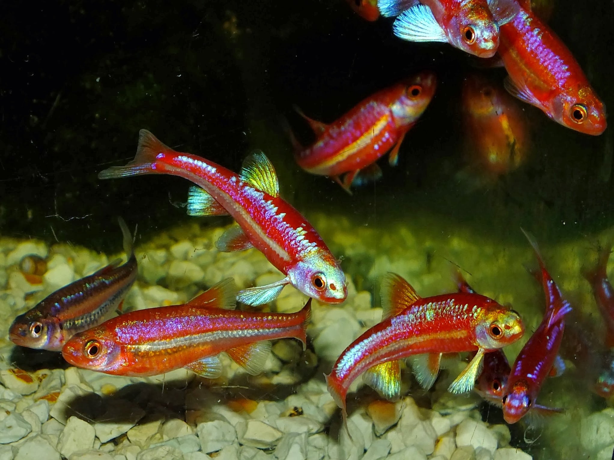 Rainbow Shiner (Notropis chrosomus) — Predatory Fins