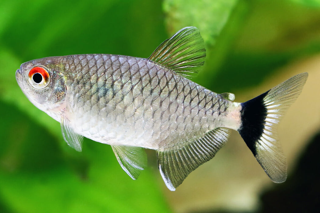 Red Eye Tetra (Moenkhausia sanctaefilomenae)