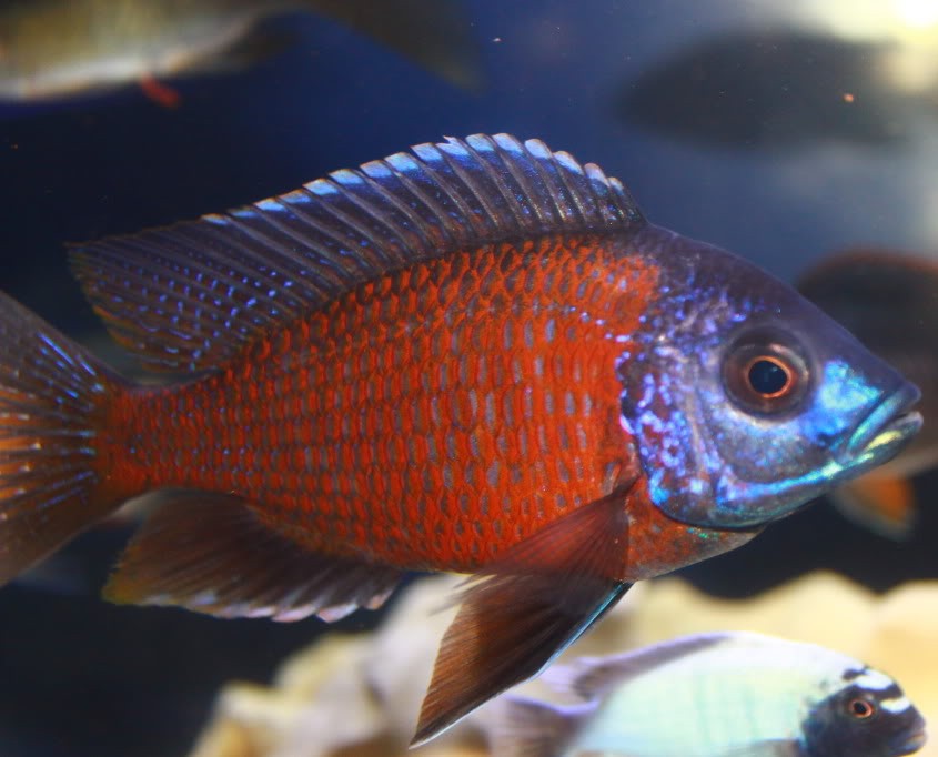 Red Fin Borleyi 'Kadango' Cichlid (Copadichromis borleyi)