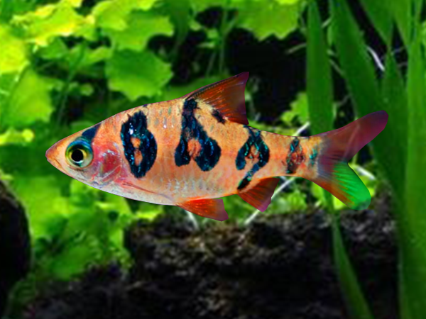 Snakeskin Barb (Desmopuntius rhomboocellatus)
