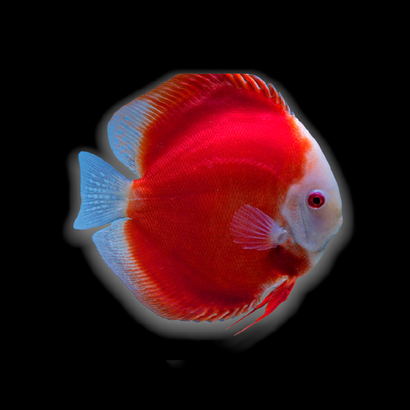 Red Map Discus Fish Photo #4 See My Redmap Discus Amazon,