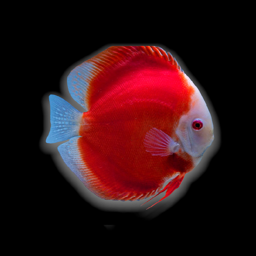 Super Red Melon Discus