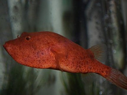 congo box puffer fish Red Congo Puffer Fish (Tetraodon miurus) — Predatory Fins