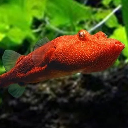 congo box puffer fish Red Congo Puffer Fish (Tetraodon miurus) — Predatory Fins
