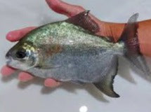 Red and Black Sailfin Pacu (Tometes siderocarajensis) – Predatory Fins