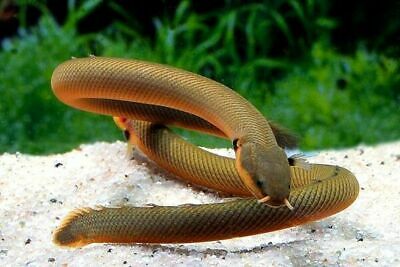 Rope Fish (Erpetoichthys calabaricus)