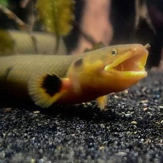 Erpe Fish Rope Fish (Erpetoichthys calabaricus) – Predatory Fins