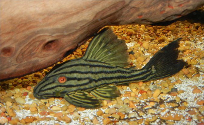 L190 Royal Pleco (Panaque nigrolineatus) — Predatory Fins