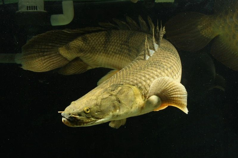 BICHIR — Predatory Fins