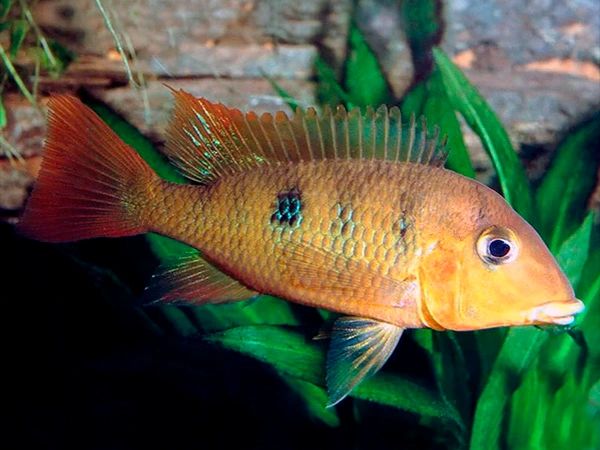 Yellowhump Eartheater (Geophagus pellegrini)