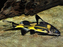 Load image into Gallery viewer, Harlequin Lancer Catfish (Bagroides melapterus)

