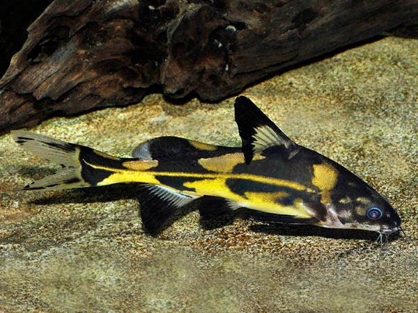 Harlequin Lancer Catfish (Bagroides melapterus)