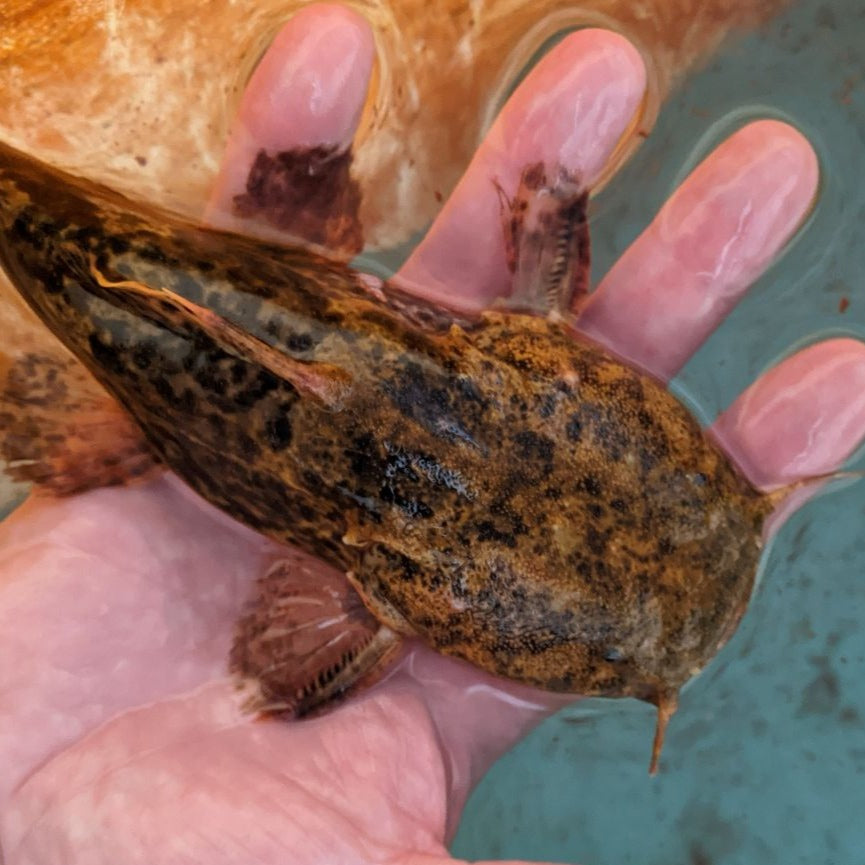 Oremon Rusty Jelly Catfish (Cephalosilurus fowleri)