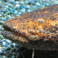 Load image into Gallery viewer, Oremon Rusty Jelly Catfish (Cephalosilurus fowleri)
