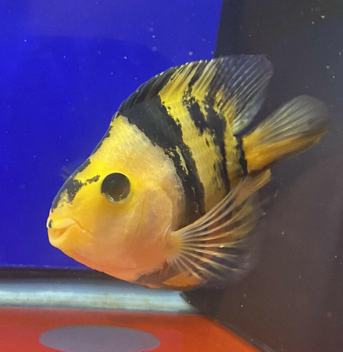 Golden / Yellow Tiger Parrot Cichlid (Cichlasoma  sp)