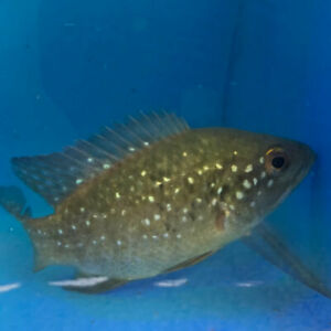 Starry Night Cichlid (Paratilapia polleni)
