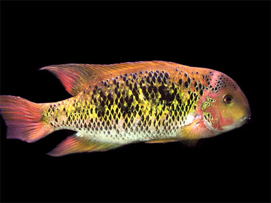 Sarabia Cichlid (Paraneetroplus bulleri)