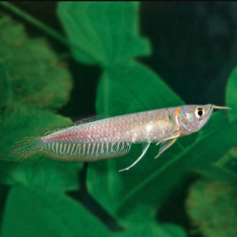 Silver Arowana Fish Price