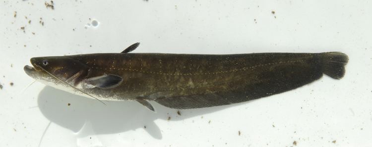 Chinese Wels Catfish (Silurus merdionalis)