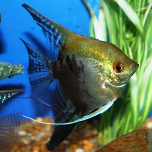 Smokey Blue Angelfish (Pterophyllum scalare sp) – Predatory Fins