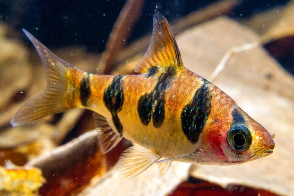 BARBS — Predatory Fins