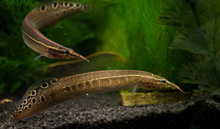 Load image into Gallery viewer, Lesser Spiny Eel (Macrognathus aculeatus)
