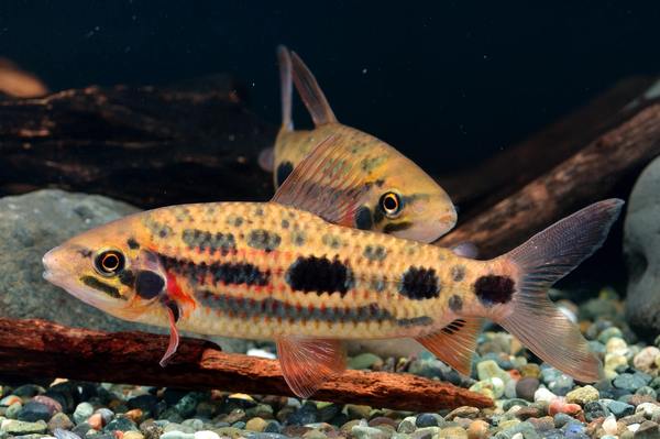Strawberry Leporinus (Leporinus granti)