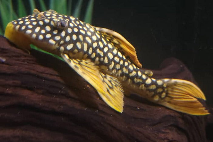 L014 Sunshine Pleco (Scobiancistrus aureautus)