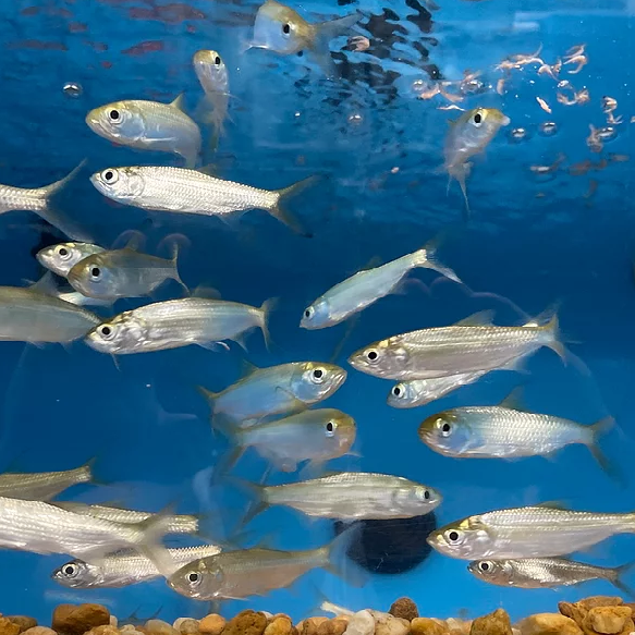 Indo Pacific Tarpon (Megalops cyprinoides)