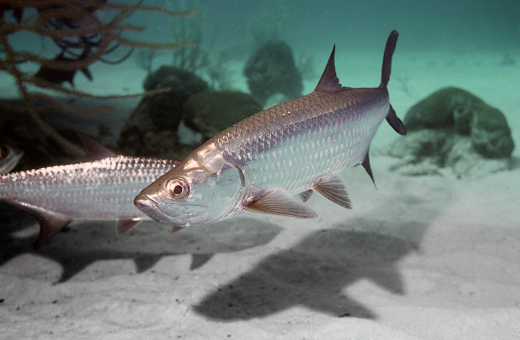 Atlantic Tarpon (Megalops atlanticus)