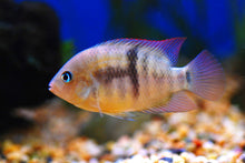 Load image into Gallery viewer, T-Bar Cichlid (Amatitlania sajica)
