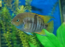 Load image into Gallery viewer, T-Bar Cichlid (Amatitlania sajica)
