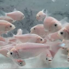 Load image into Gallery viewer, Leucistic Two Spot Tetra (Astyanax bimaculatus)
