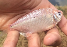 Load image into Gallery viewer, Leucistic Two Spot Tetra (Astyanax bimaculatus)
