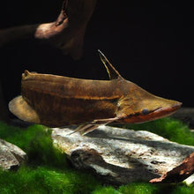 Load image into Gallery viewer, Wallacei Shoehead Catfish (Tetranematichthys wallacei)

