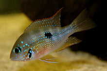 Load image into Gallery viewer, Spot Cheek Cichlid (Thorichthys Ellioti)

